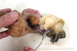 つぶ貝／ツブガイ／マツブ／エゾボラ：さばき方と唾液腺の処理