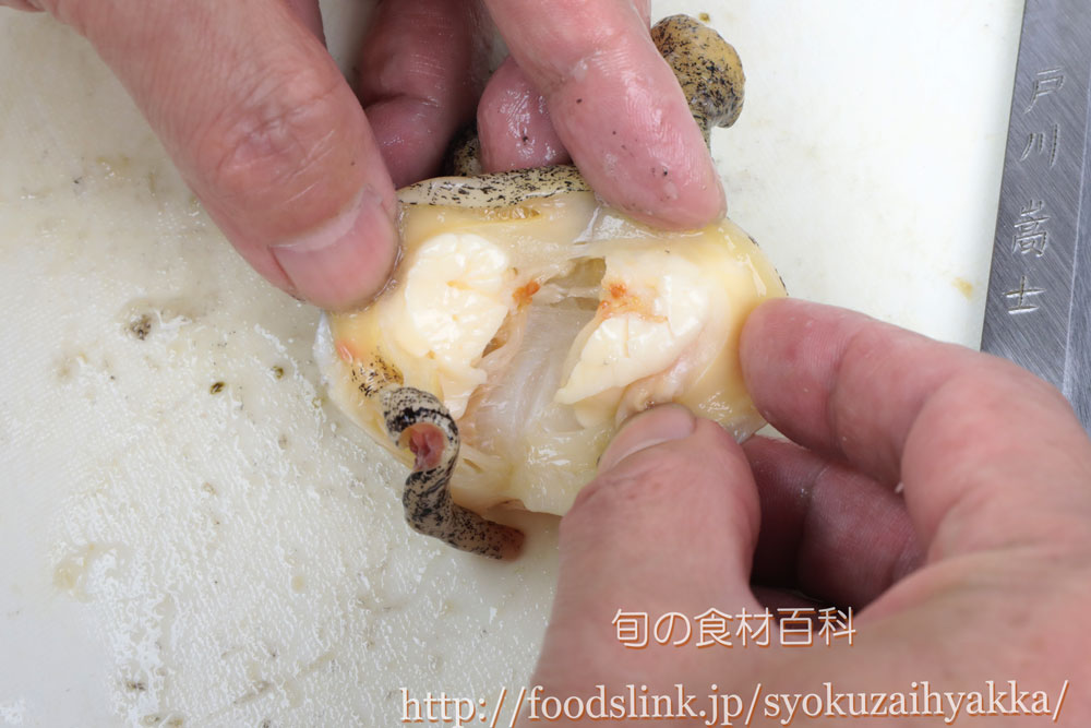 つぶ貝 ツブガイ マツブ エゾボラのさばき方 旬の魚介百科
