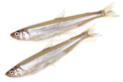 ワカサギ／公魚／わかさぎ - Hypomesus nipponensis -