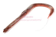 アカヤガラ／赤矢柄／赤やがら／赤簳魚 - Fistularia petimba -