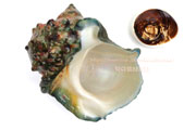 ヤコウガイ／夜光貝の貝殻　Turbo marmoratus