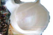 ヤコウガイ／夜光貝の貝殻　Turbo marmoratus