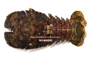 ゾウリエビ,Japanese mitten lobster,Japanese slipper lobster