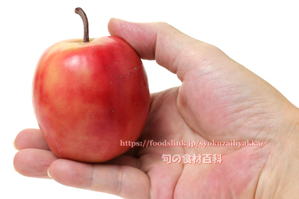 果肉が赤いリンゴ　御所川原（ごしょがわら）