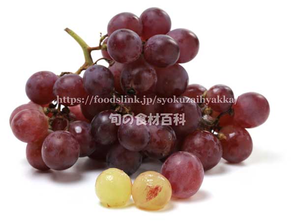 レッドグローブ(RedGlobe) レッドグローブ(RedGlobe)