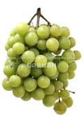トンプソン・シードレス(Thompson Seedless Grapes) トンプソン・シードレス(Thompson Seedless Grapes)