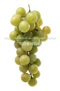 トンプソン・シードレス(Thompson Seedless Grapes) トンプソン・シードレス(Thompson Seedless Grapes)