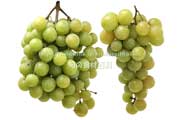 トンプソン・シードレス(Thompson Seedless Grapes) トンプソン・シードレス(Thompson Seedless Grapes)