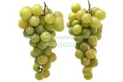トンプソン・シードレス(Thompson Seedless Grapes) トンプソン・シードレス(Thompson Seedless Grapes)