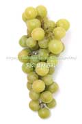 トンプソン・シードレス(Thompson Seedless Grapes) トンプソン・シードレス(Thompson Seedless Grapes)