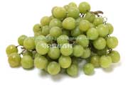トンプソン・シードレス(Thompson Seedless Grapes) トンプソン・シードレス(Thompson Seedless Grapes)