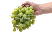 トンプソン・シードレス(Thompson Seedless Grapes) トンプソン・シードレス(Thompson Seedless Grapes)