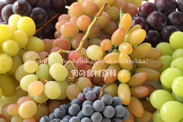 色々なブドウ　シャインマスカット2種、伊豆錦、マスカットフルーレ、山ぶどう、グルガンローズ、オーロラブラック、赤嶺（セキレイ）