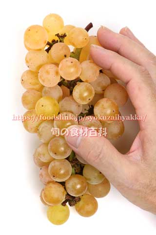 ポンタ／虹の雫 ぶどう