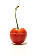 レーニア（Cherry-Rainier）＜アメリカンチェリーの品種