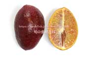 オーストラリアン・ブラッドライムの外観と縦に半分に切った断面