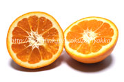 はれひめ みかん　柑橘