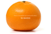 かんきつ中間母本農6号　みかん　柑橘