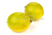 国産ライム（Lime）　和歌山県産の写真