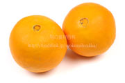 白柳（しろやなぎ）ネーブル　オレンジ　シロヤナギ