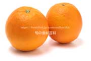 森田ネーブル オレンジ