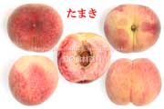 たまき（桃）の断面
