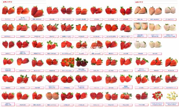 イチゴ, 苺,いちご,品種,種類,一覧）