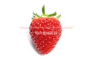 イチゴ ベリーポップ はるひ