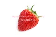 イチゴ ベリーポップ はるひ