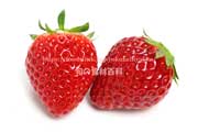 イチゴ ベリーポップ はるひ