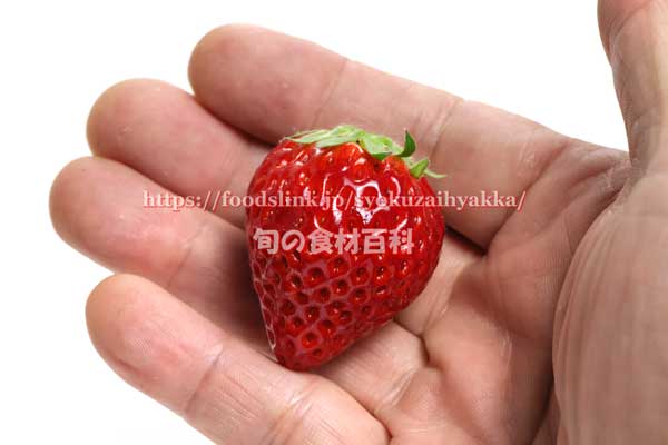 手のひらにのせた いちご ベリーポップ はるひ