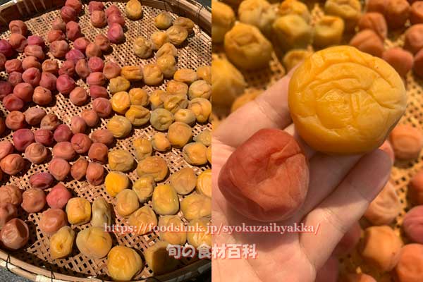 南高梅の紫蘇梅干しと城州白の城梅干しの大きさ