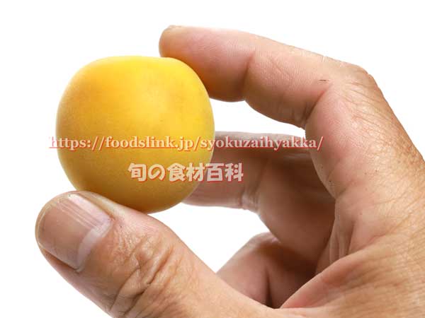 福太夫（ふくだゆう） 実梅