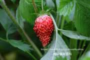 ワイルドストロベリー,フレーズ・デ・ボア,Fragaria vesca,Wild strawberry