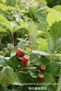 ワイルドストロベリー,フレーズ・デ・ボア,Fragaria vesca,Wild strawberry