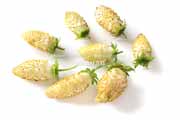 白,ワイルドストロベリー,フレーズ・デ・ボア,Alpine Yellow,Fragaria vesca,Wild strawberry