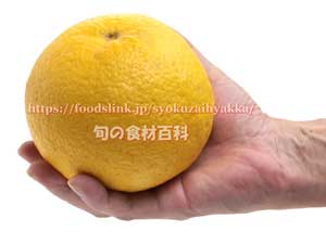 イエローポメロ 柑橘 イエローポメロ 柑橘