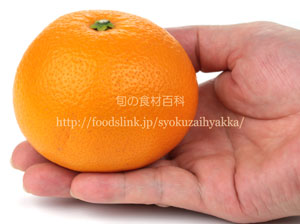 紅はっさく紅八朔 ベニハッサク