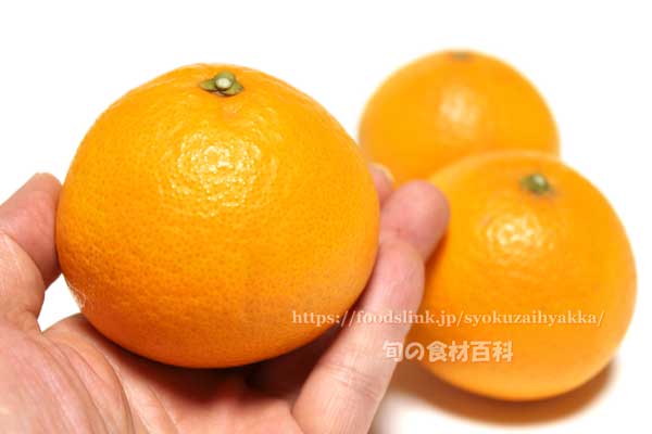 清見オレンジ／きよみ／キヨミ