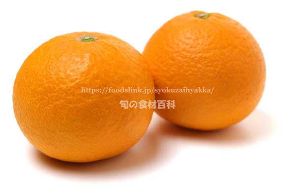 清見（きよみ）,タンゴール,オレンジ,みかん,柑橘