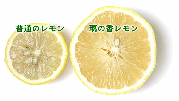 璃の香（りのか）レモンと一般的なレモン