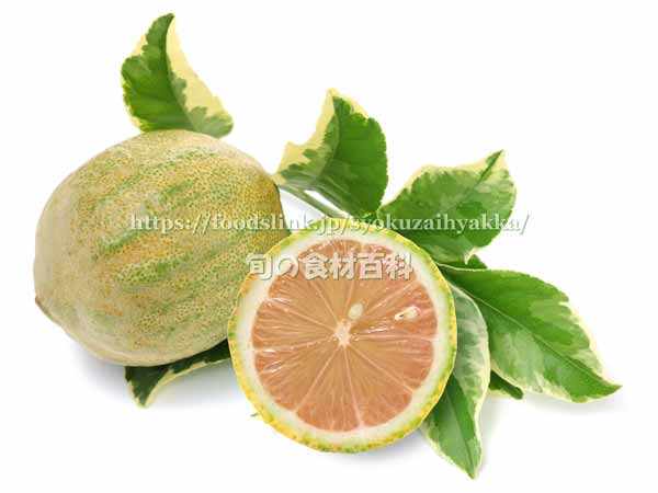 ピンクレモネード レモンとその葉付き枝 VARIEGATED PINK