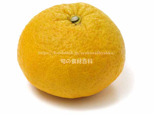 サマーキング 柑橘