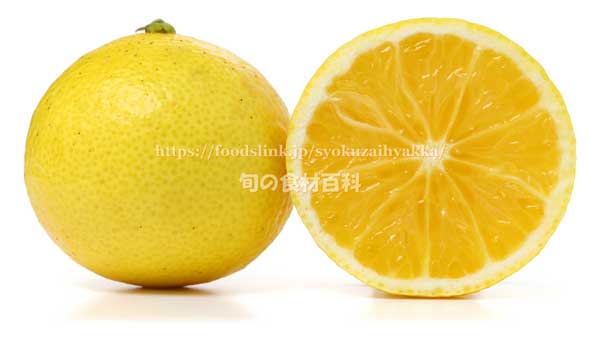 湘南ゴールドの断面　柑橘