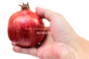 ザクロ,石榴,ざくろ,pomegranate