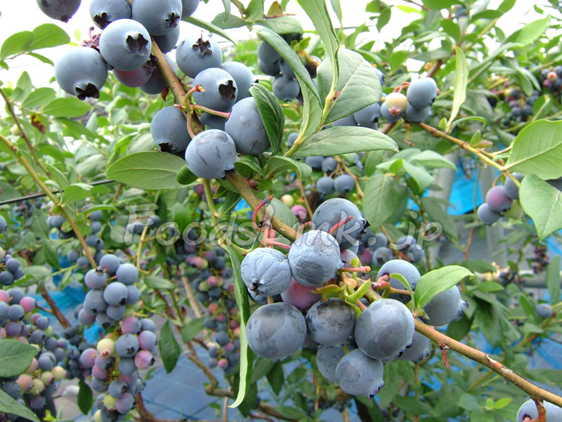 ブルーベリーの品種と写真 旬の果物百科