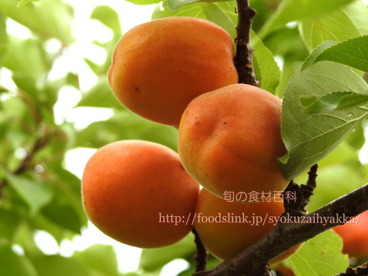 アンズ 杏子 あんず アプリコット：旬の果物百科