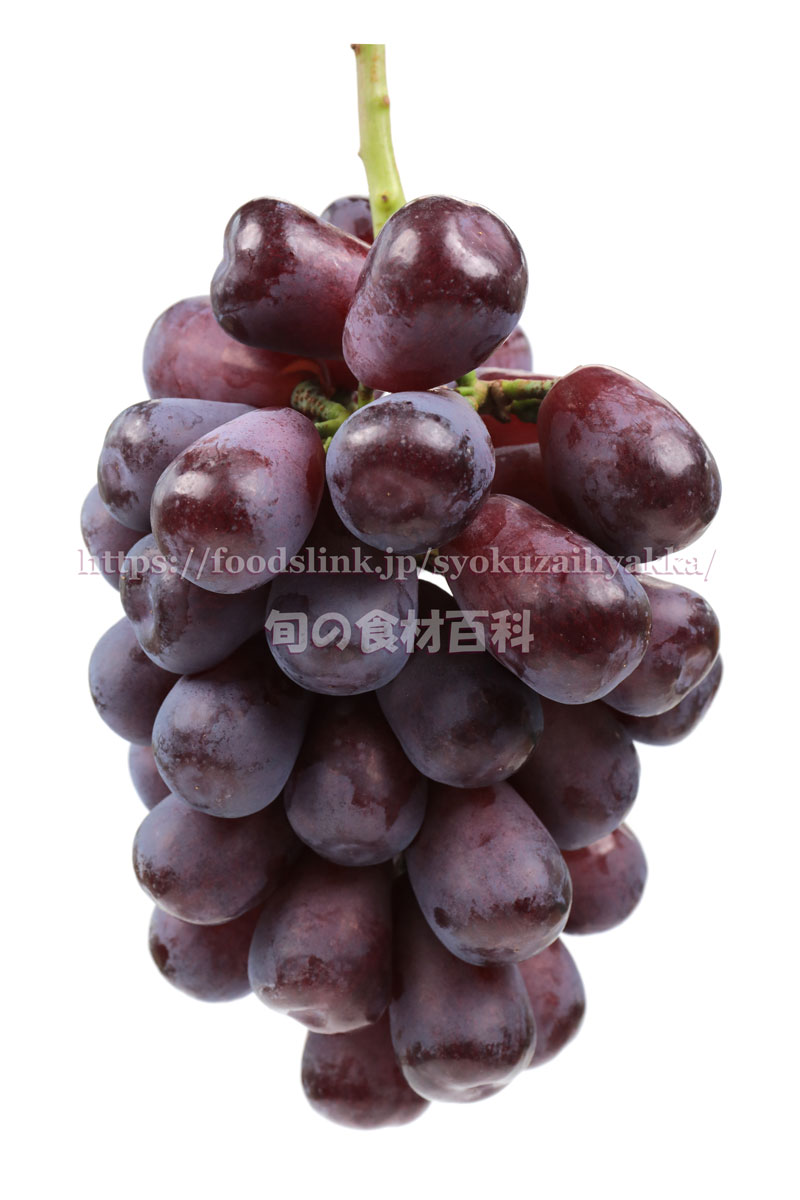 写真で見るハイ ベリー ブドウ品種 旬の果物百科