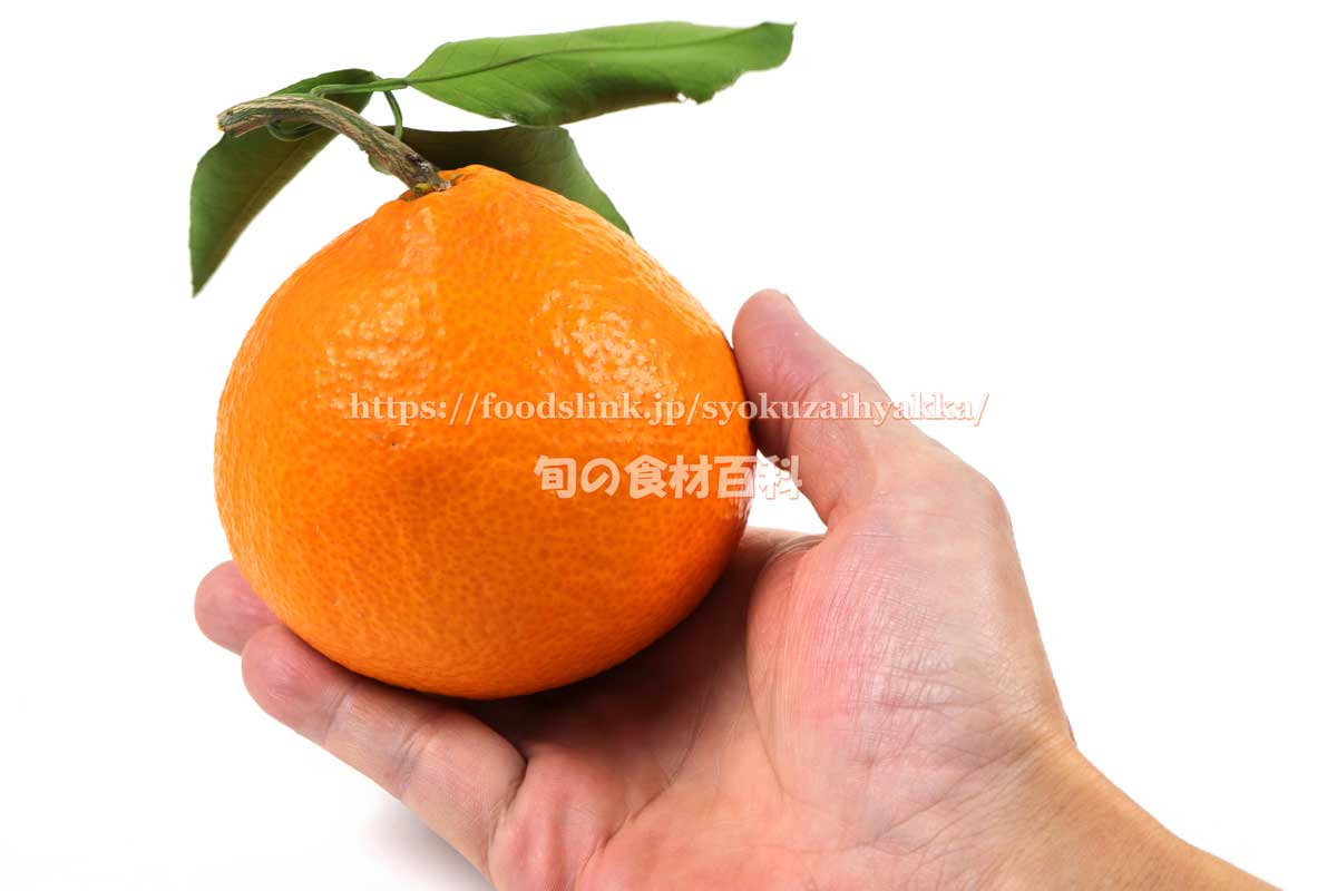 紅まどんな（愛媛果試第28号） ＜ 柑橘類：旬の果物百科