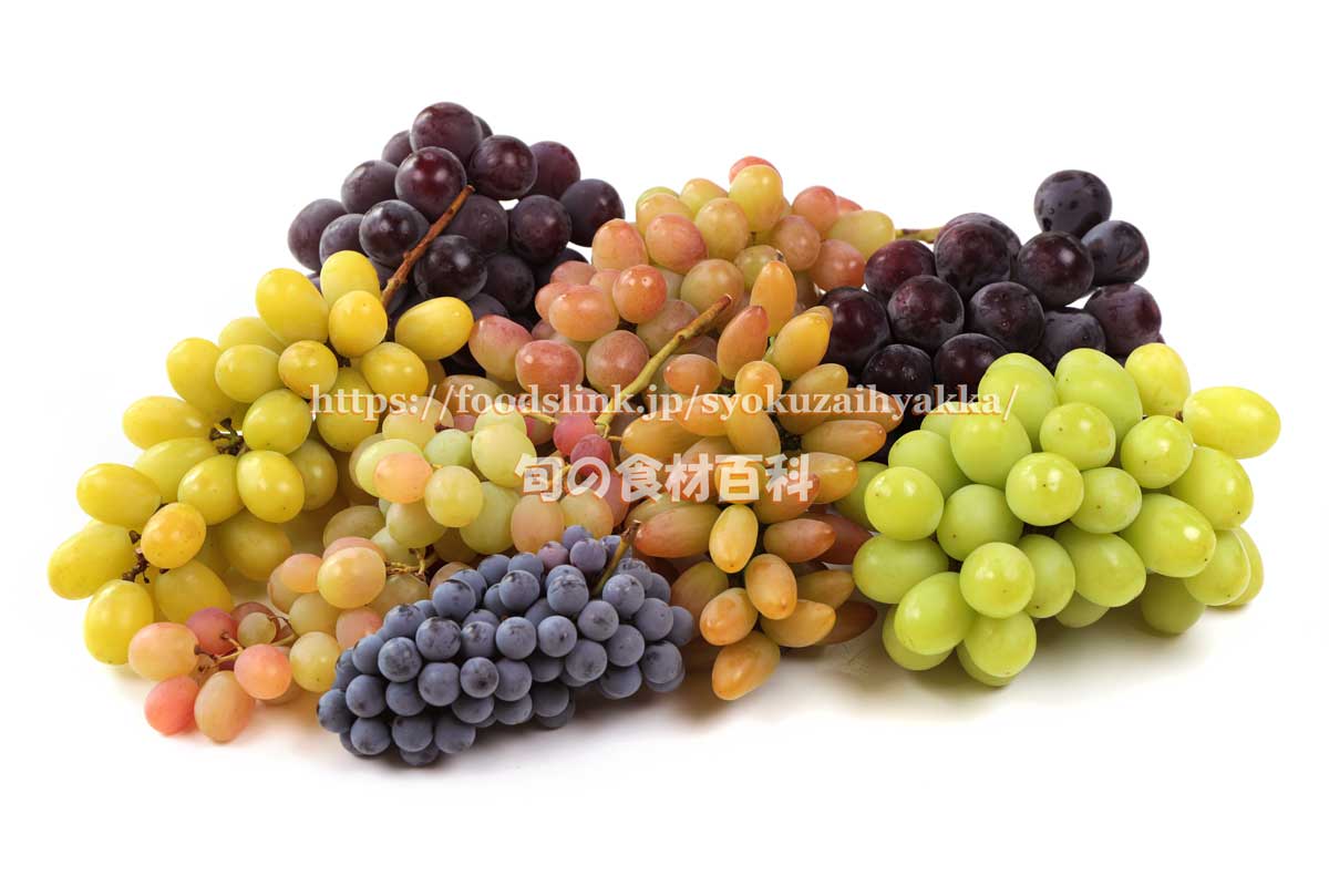 ブドウ 葡萄 ぶどう 旬の果物百科